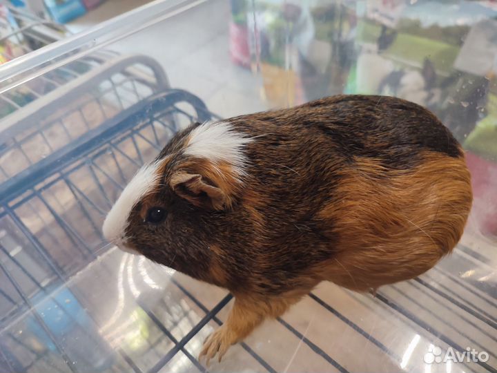 Морская свинка