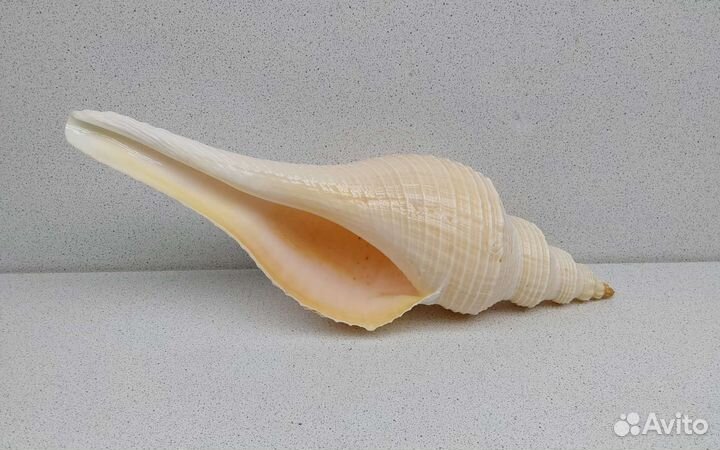 Хемифусус Туба 26,8 морская ракушка раковина