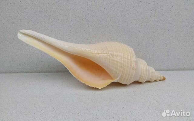 Хемифусус Туба 26,8 морская ракушка раковина