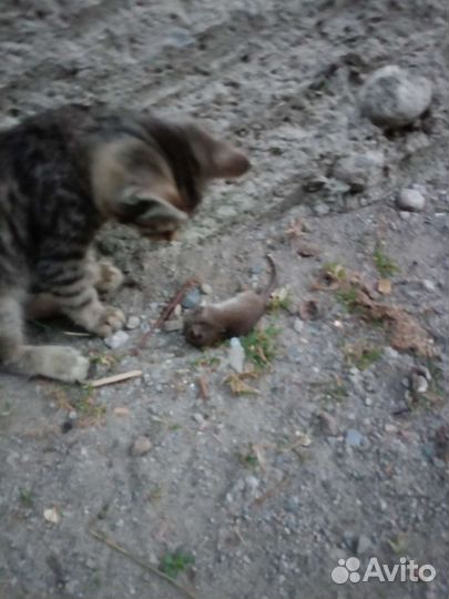 Котëнок в добрые руки