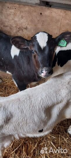 Телята бычки