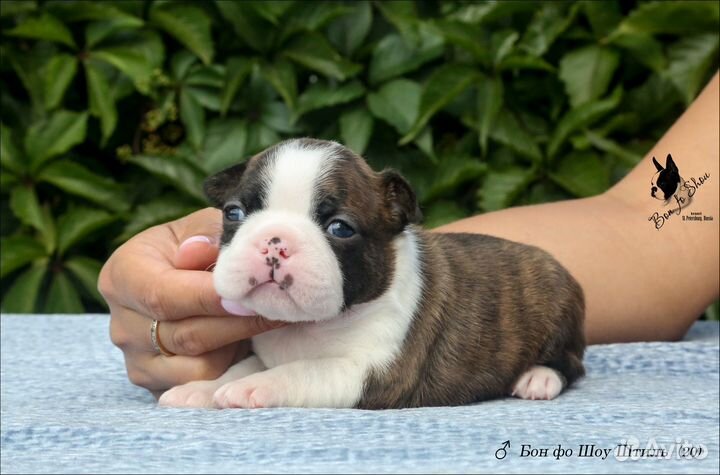 Бостон терьер