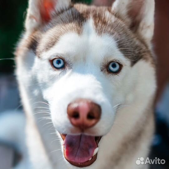 Вязка собак