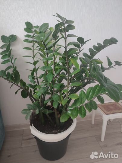 Замиокулькас