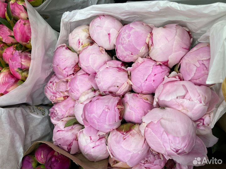 Цветы Букеты Розы51 101 501, Пионы в Домодедово