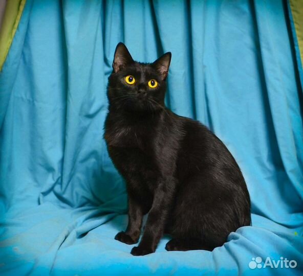 Кошечка 1 год