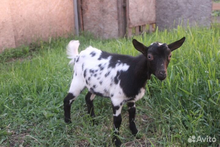 Камеруно-нигерийские козлята