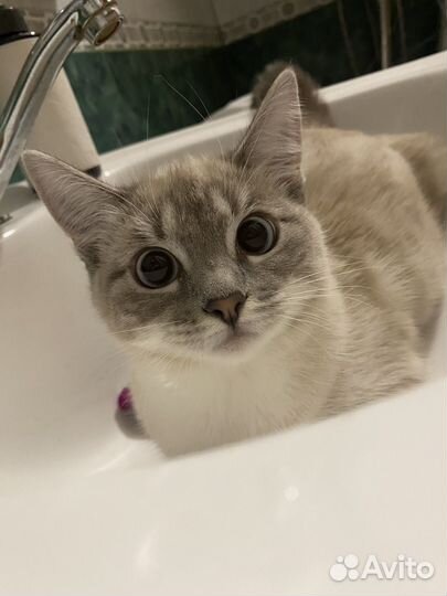 Кошка в добрые руки