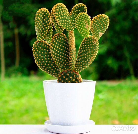 Кактус 