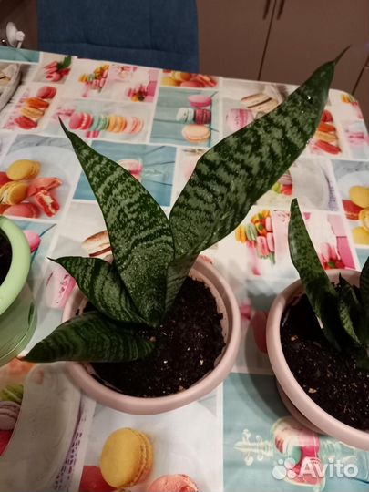 Сансевиерия