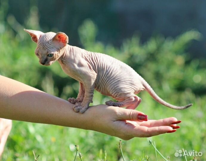 Канадский сфинкс