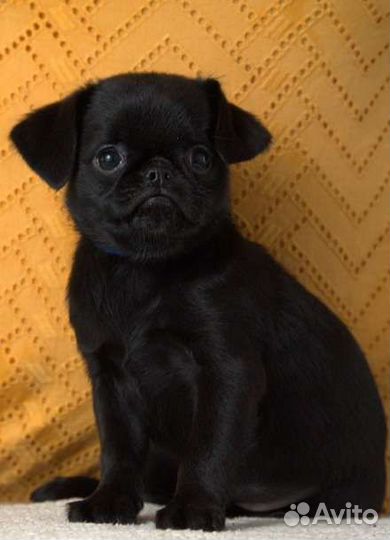 Пти брабансон