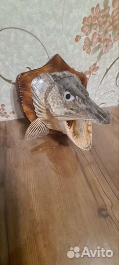 Чучело головы щуки на медальоне