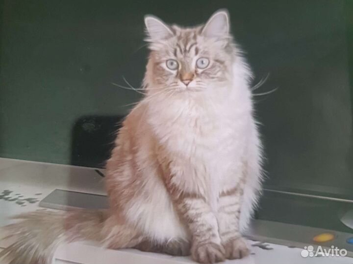 Кошки