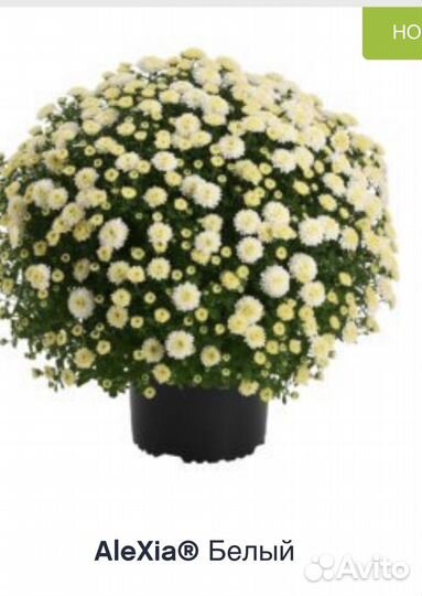 Многолетние цветы