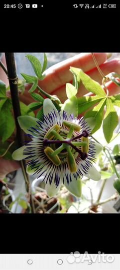 Цветы и растения