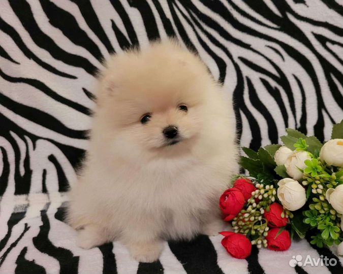 Щенки шпица