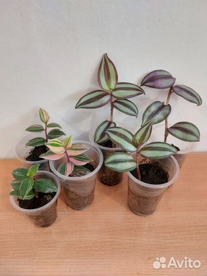 Комнатные растения