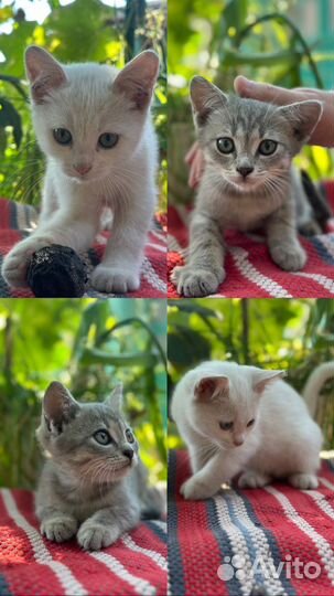 Котята в добрые руки мальчики