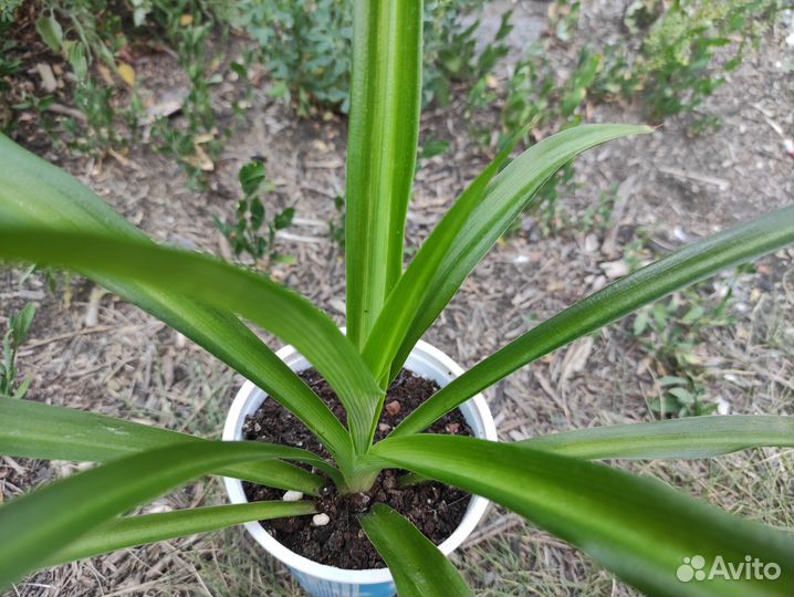 Хлорофитум