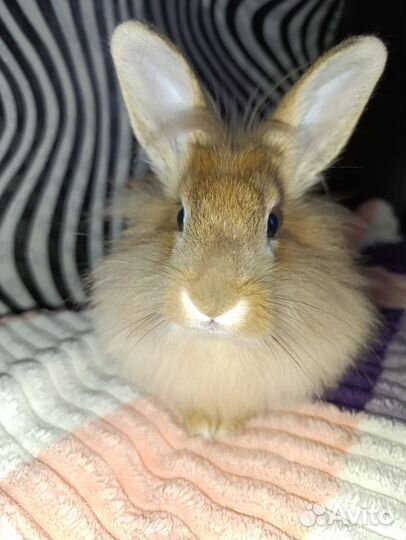 Продам декоративного кролика