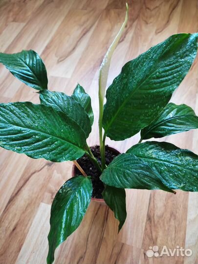 Спатифиллум