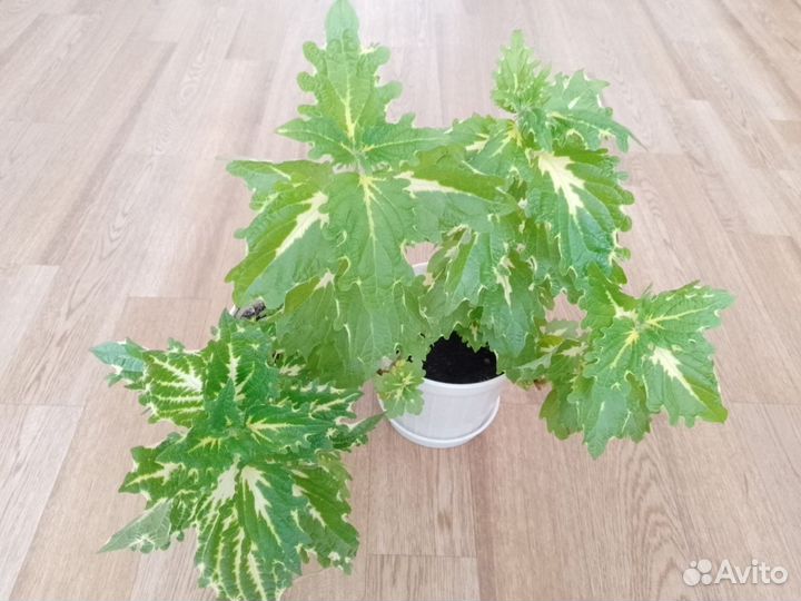 Колеус детки 2шт