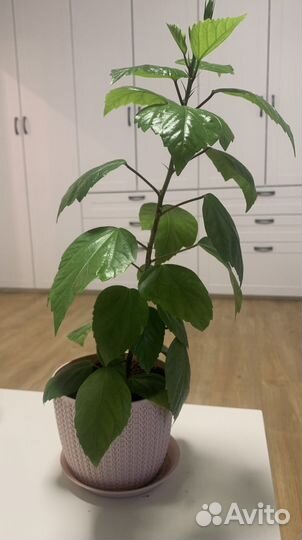 Гибискус китайская роза