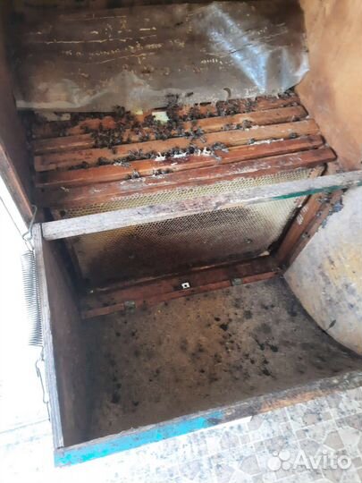 Пчелопавильон с пчелами