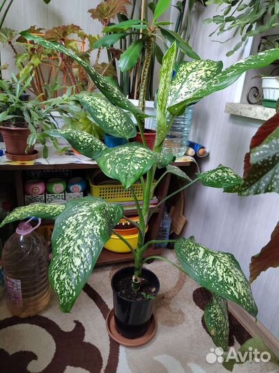 Комнатнве растения