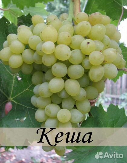 Саженцы винограда