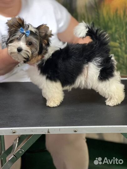 Щенки бивер йорка