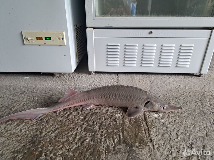 Малек форели