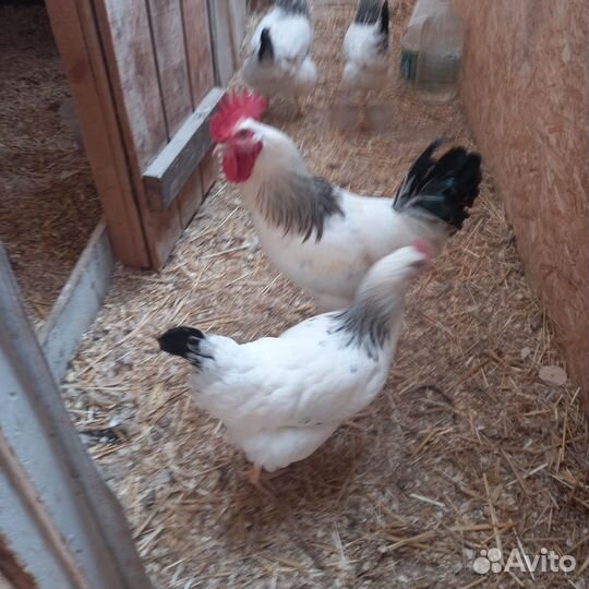 Куры петухи