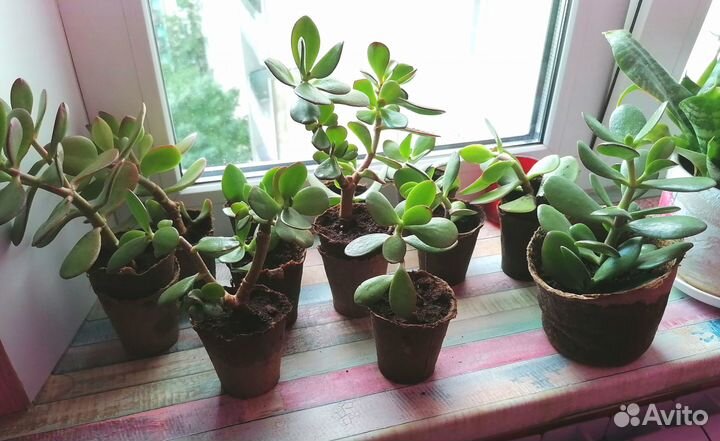 Денежное дерево. Крассула. Толстянка