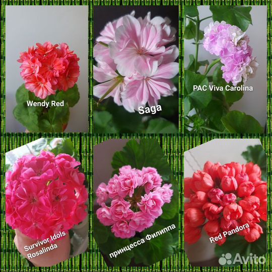 Пеларгония герань