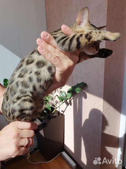 Бенгальские котята