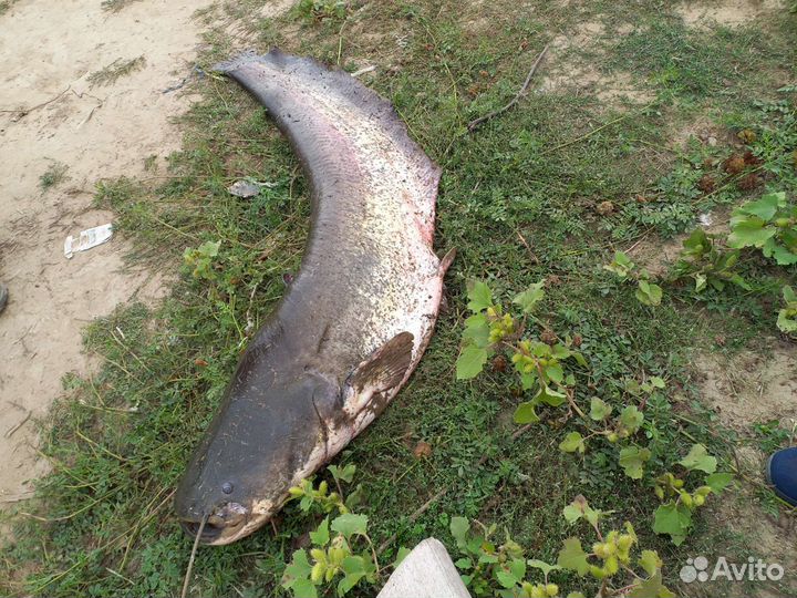 Черви, саранча, пиявки, лягушки