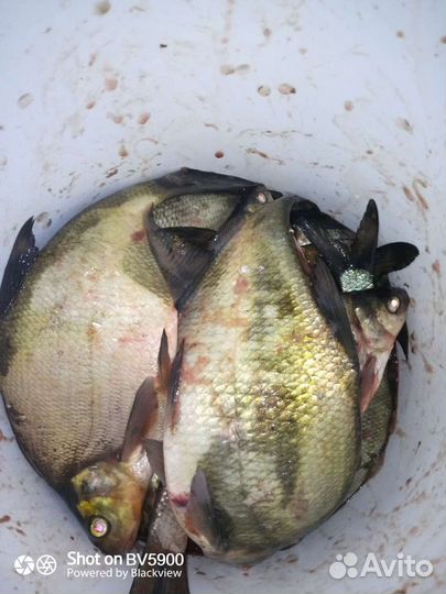 Рабалка в Карелии