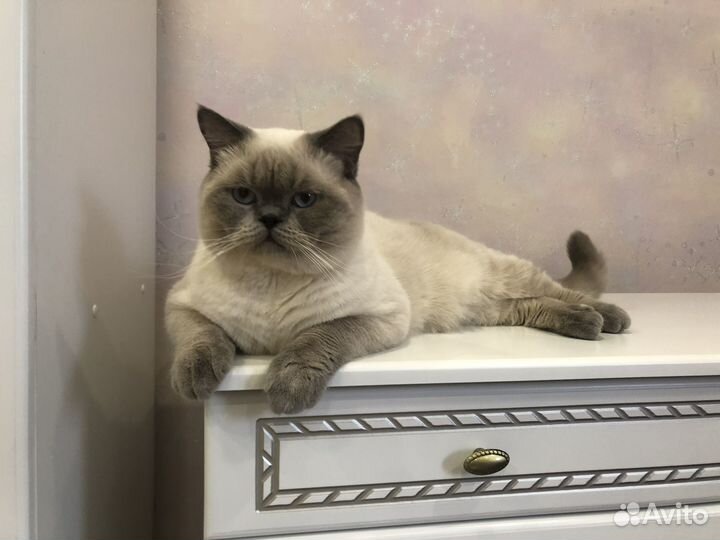 Вязка Шотландец