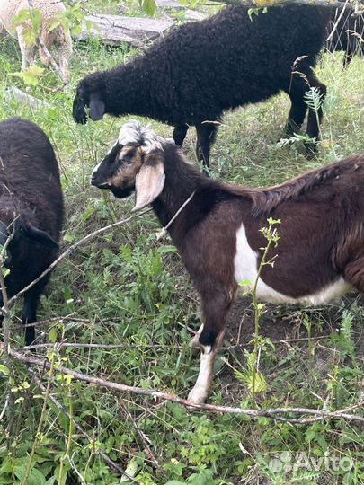 Козел на племя