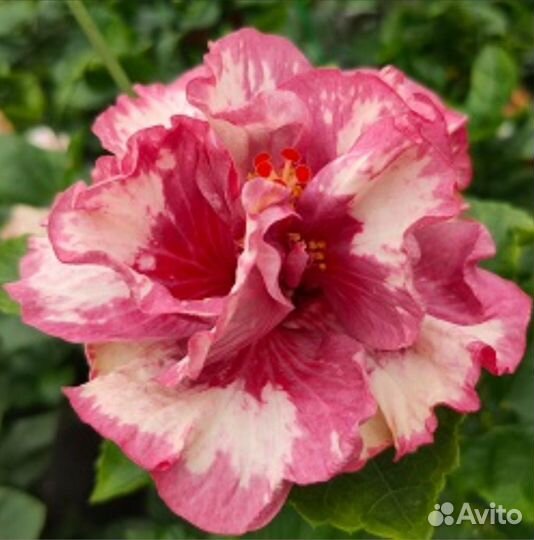 Гибискус Shuei-Sha-Lian Pomegranat Skirt