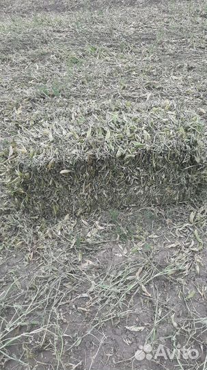 Гороховое сено в тюках