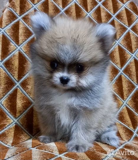 Щенки шпица