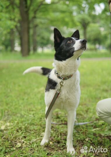 Собака из приюта