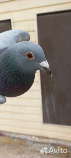 Голуби