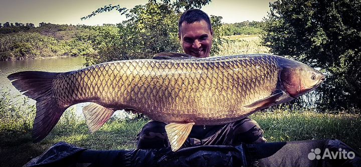 Ферментированную кукуруза и зерновые (пшеница, гор