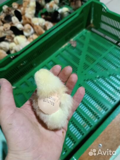 Продам индюшат