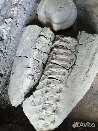 Окаменелости динозавров