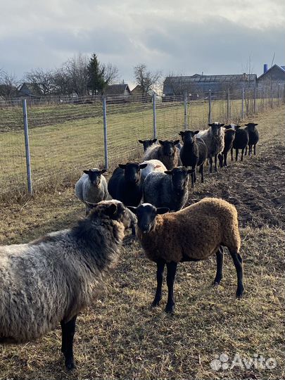 Продаются овцы бараны только на племя